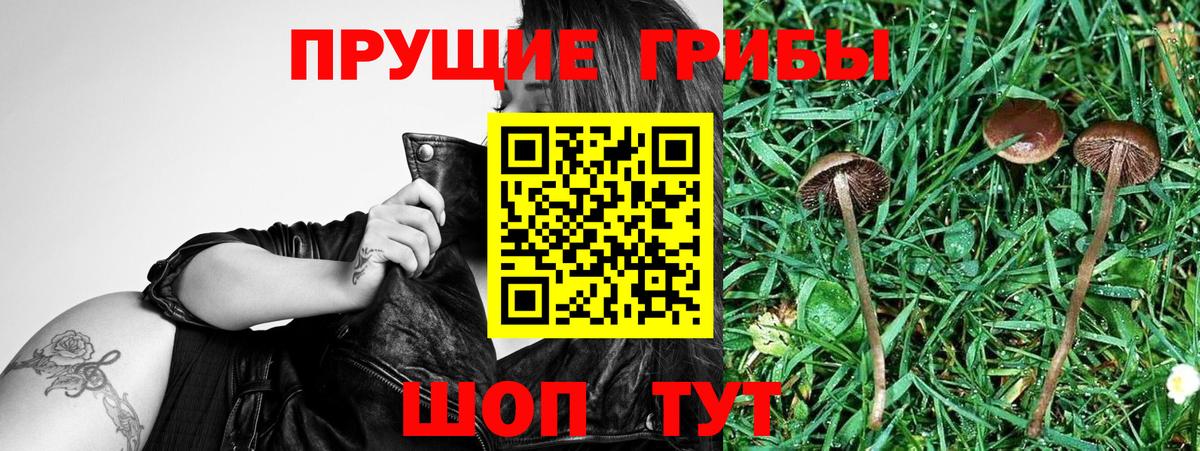 Галлюциногенные грибы Psilocybine cubensis Дзержинск